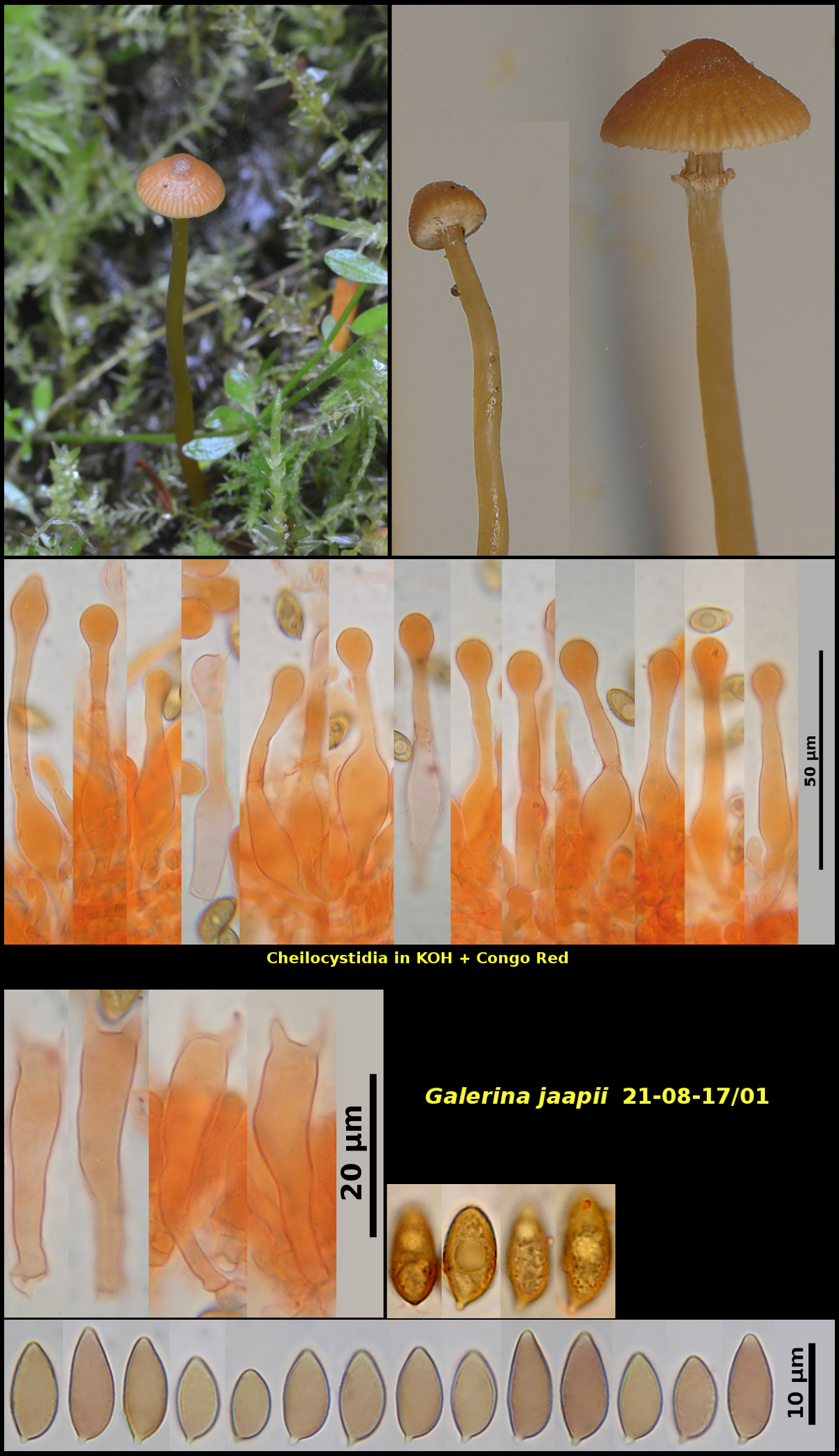 Picture of Galerina jaapii